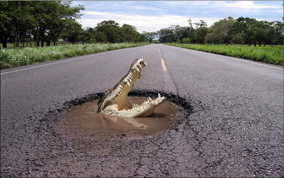 Krokodil auf Autostrasse